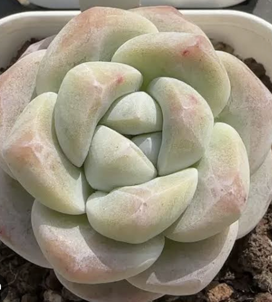 Echeveria 'Ice Green 冰玉