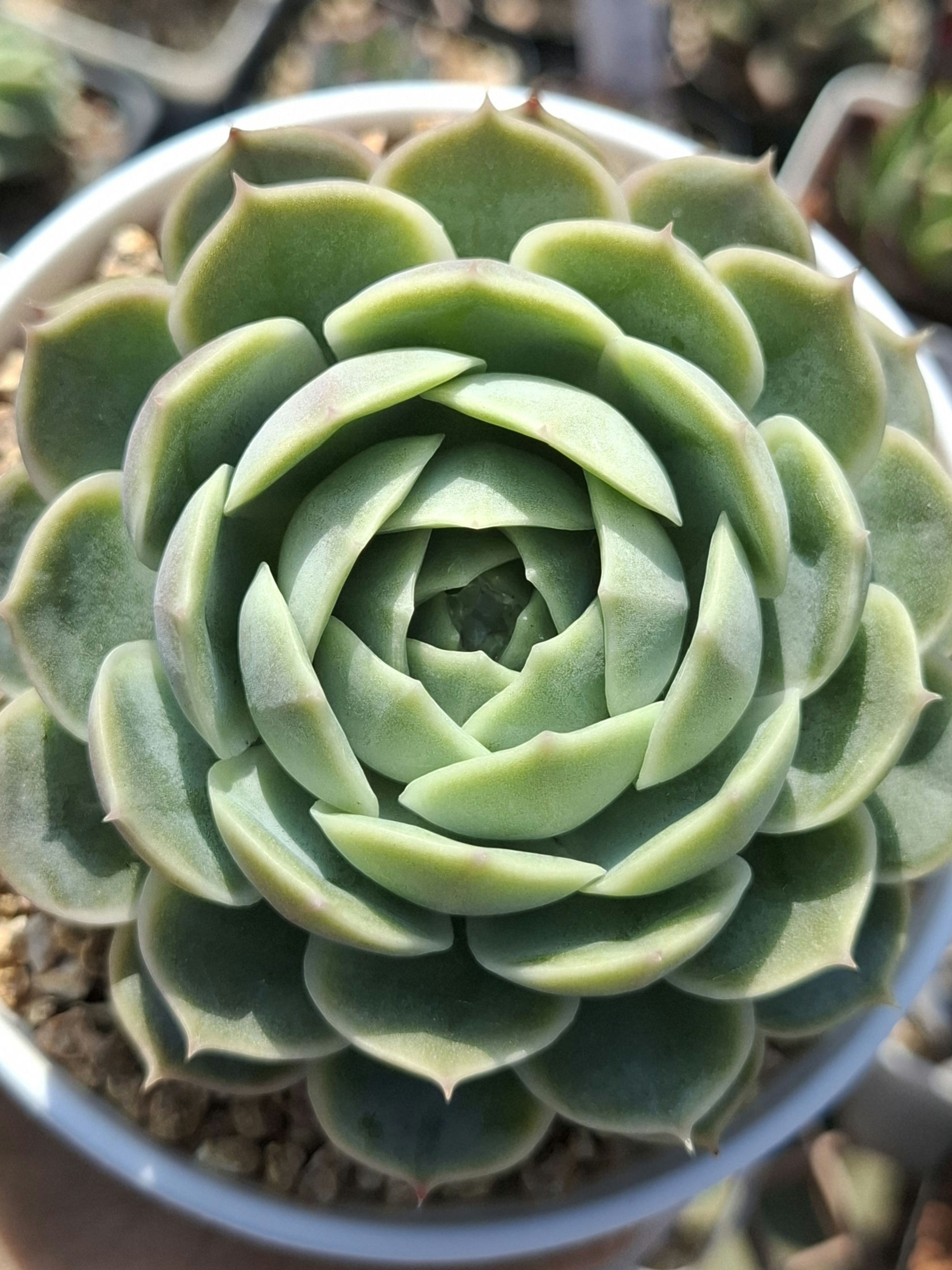 Echeveria Onslow (10cm pot)昂斯諾 Claire Shop Succulent