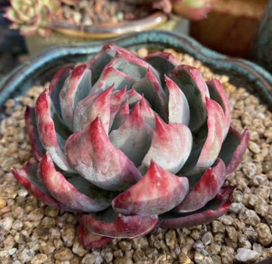 Echeveria Casio variegated 驚鴻仙子 Claireshop Succulent