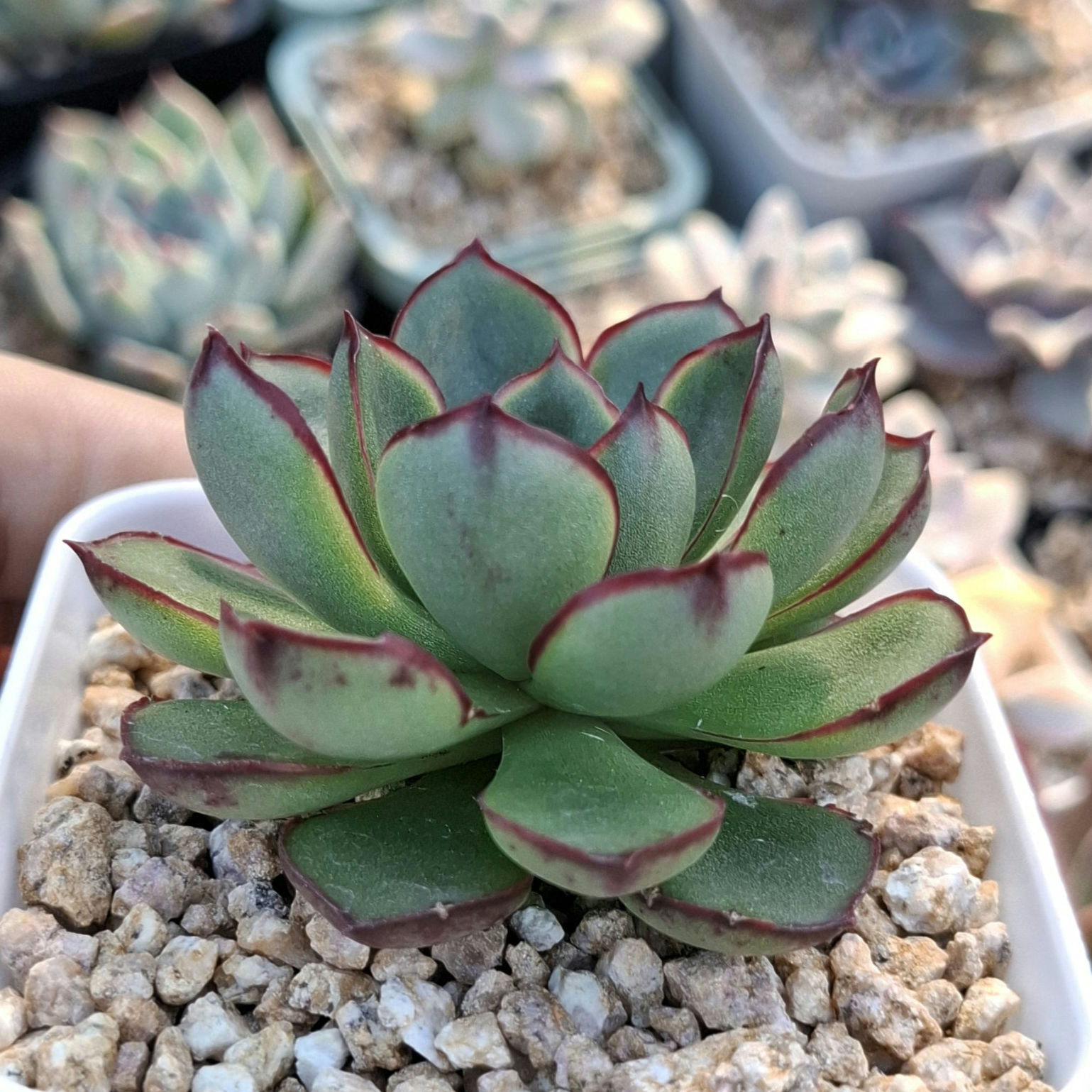 Echeveria Yamato haru 大和春