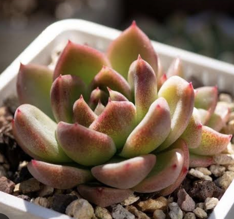 Echeveria Black Rose 黑玫瑰