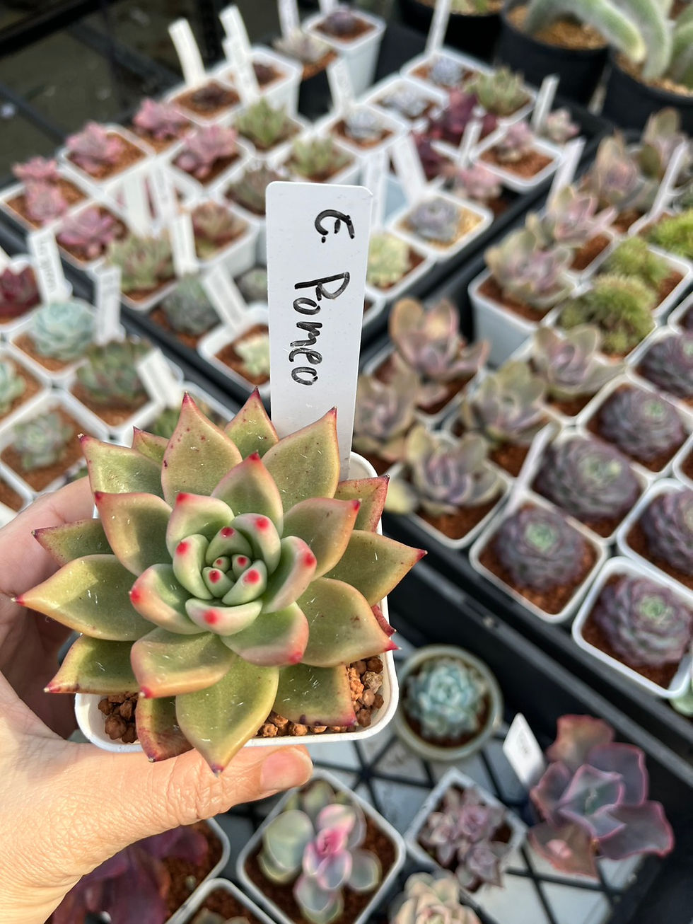 Thumbnail: Echeveria Romeo hybrid 羅密歐交種 Claire Shop Succulent 