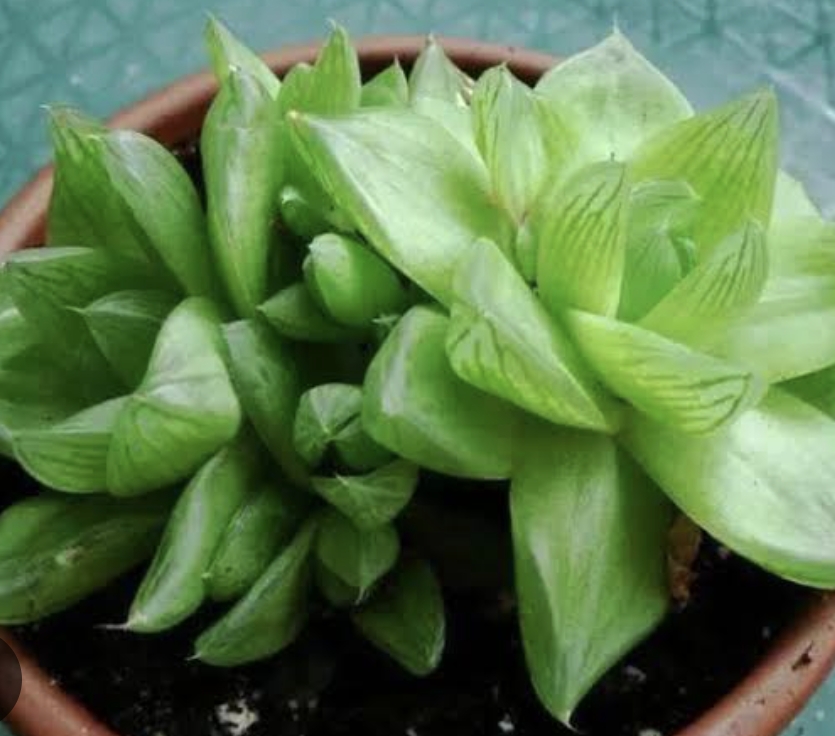 Haworthia cymbiformis 草玉露