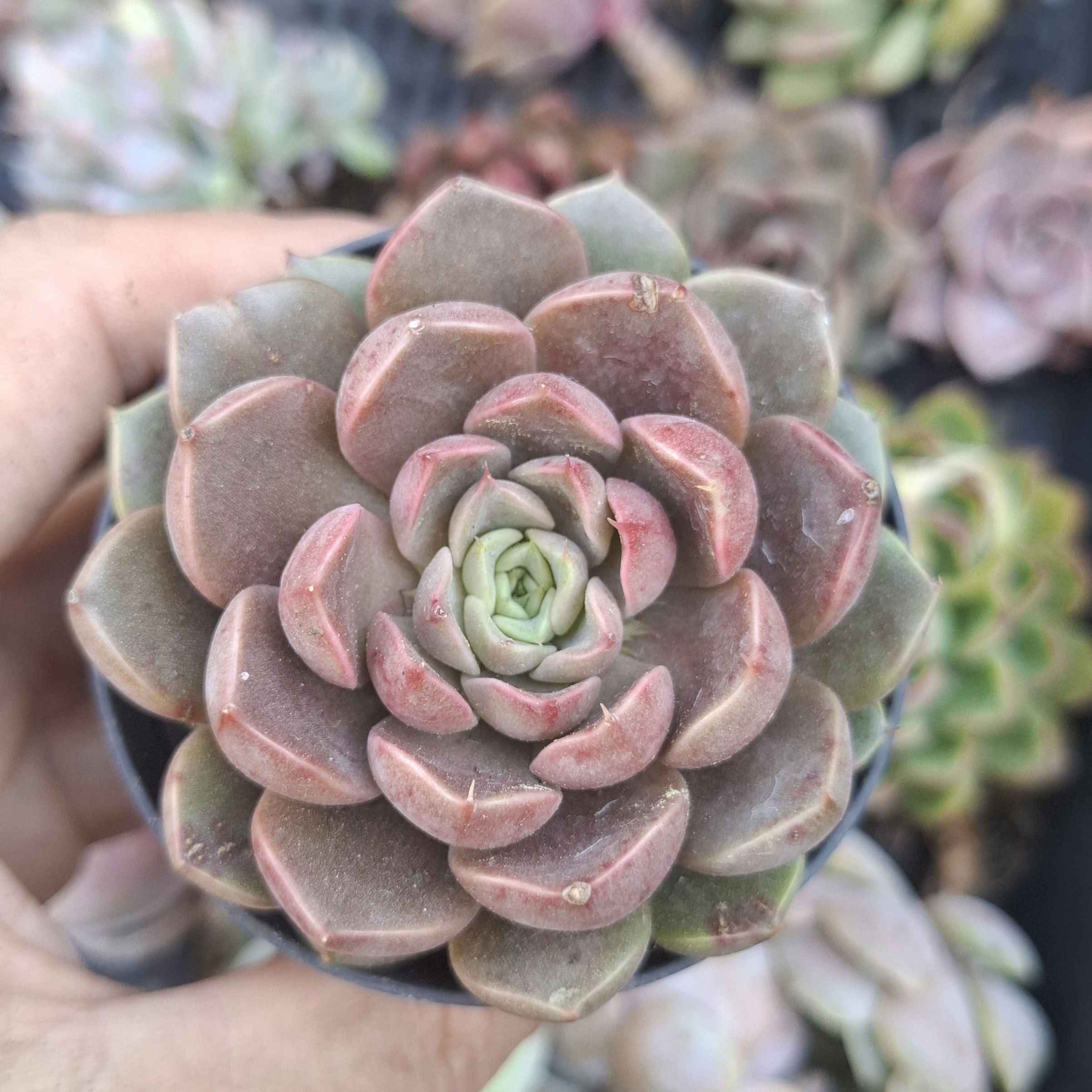 Echeveria Parks Pop Candy 跳跳糖