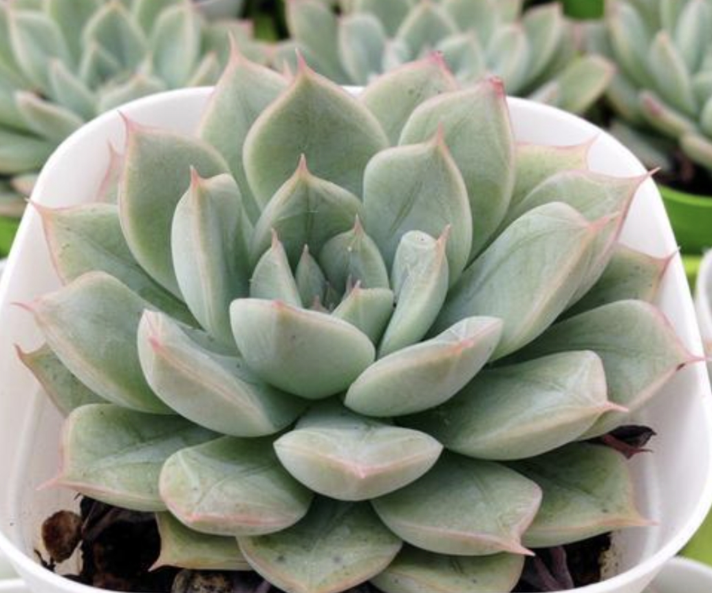 Echeveria Moon Fairy 月亮仙子