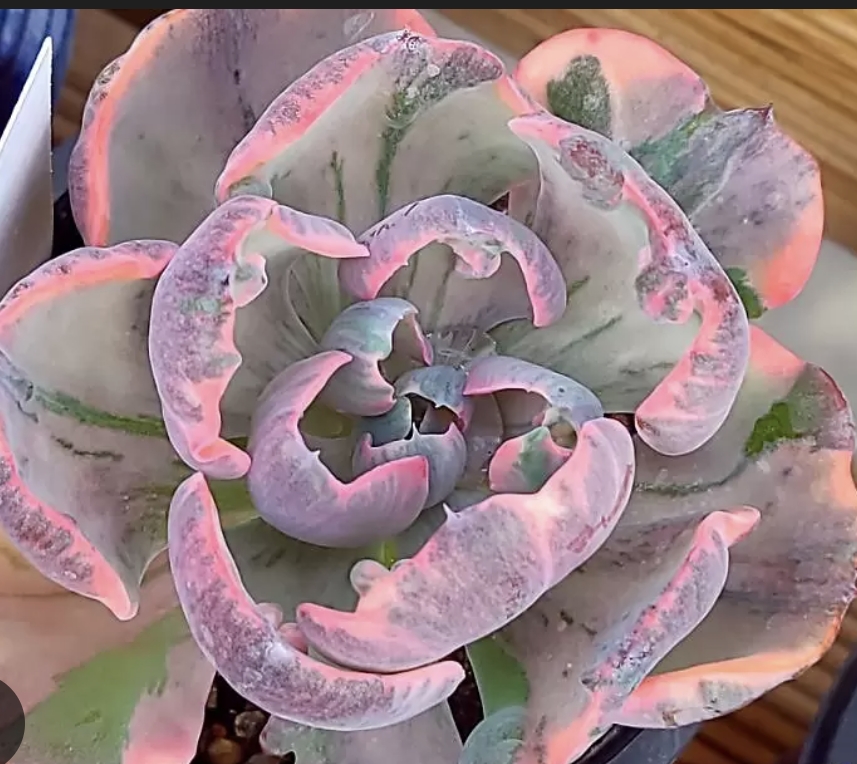 Echeveria Beyonce Rainbow 碧昂絲錦