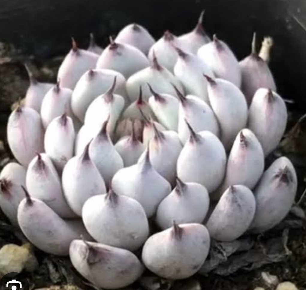 Echeveria White Zarahoza 白爪
