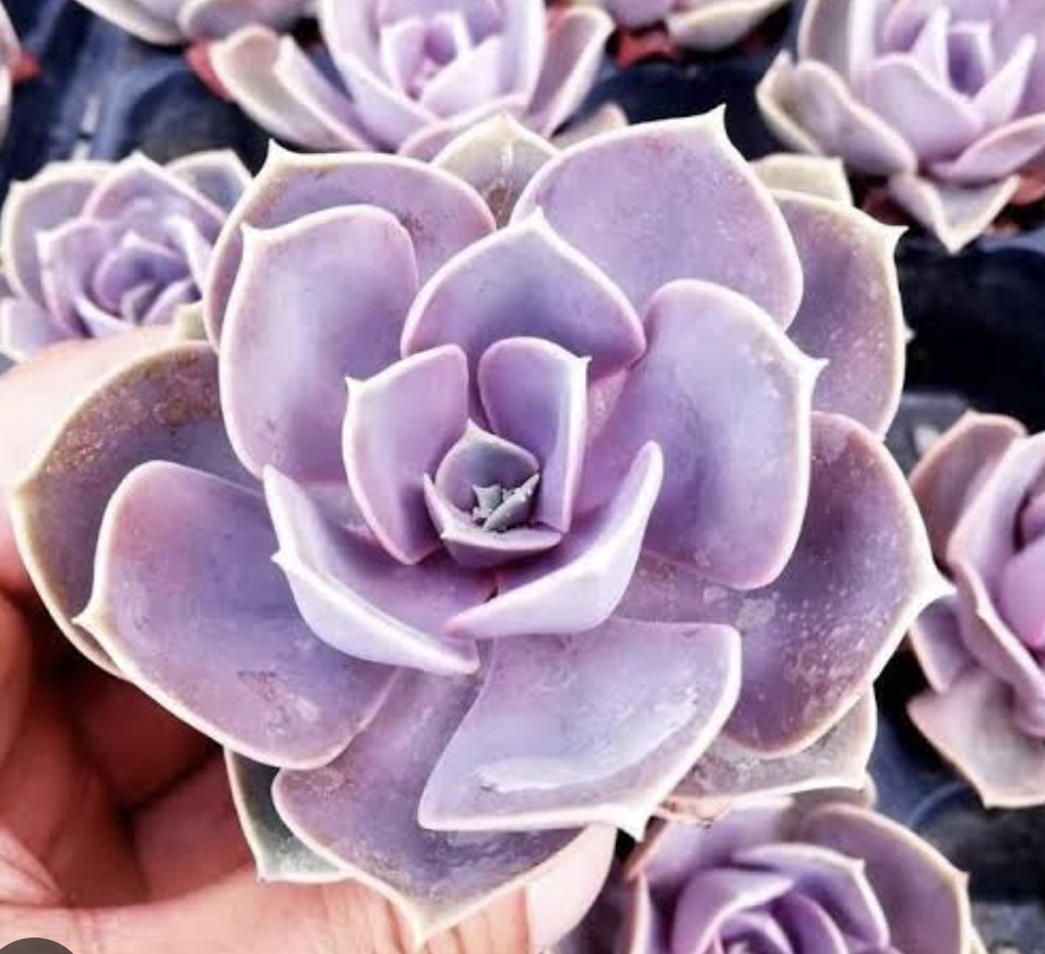 Echeveria Perle Von Nurnberg PVN 紫珍珠