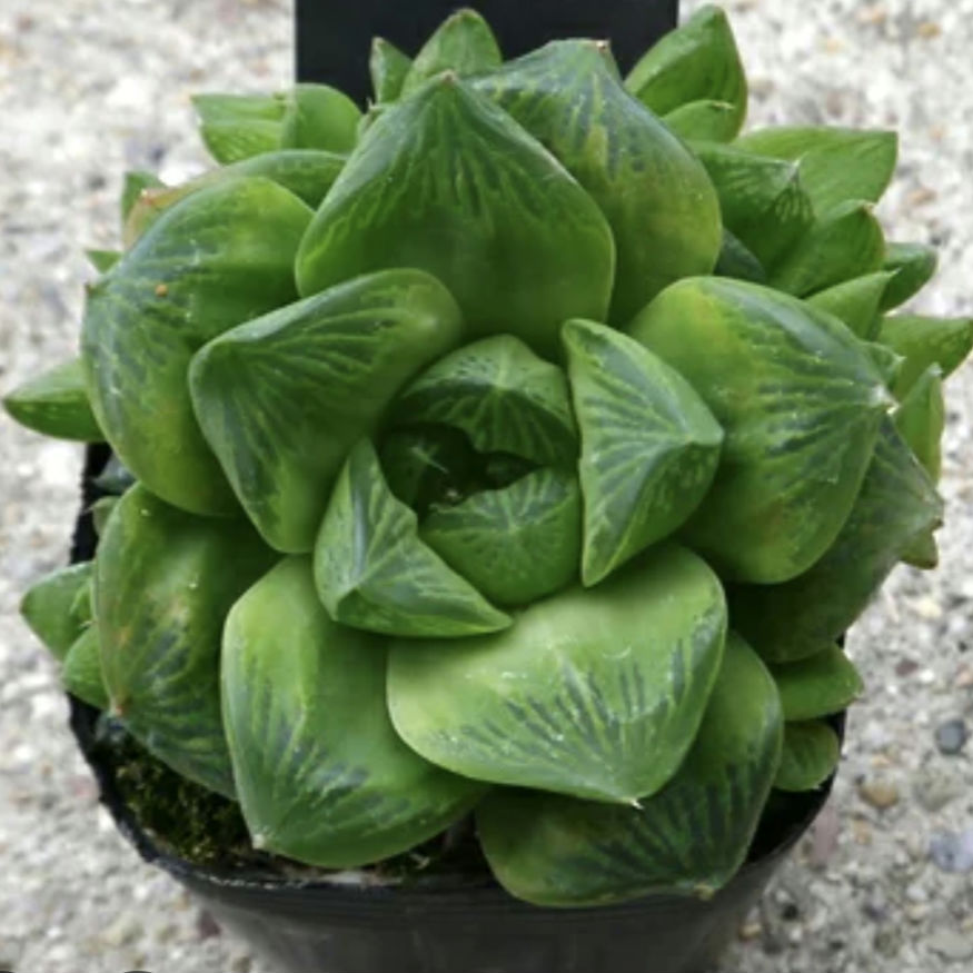 Haworthia cymbiformis 寶草