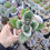 Thumbnail: Kalanchoe tomentosa white 月光兔 Claire Shop Succulent 
