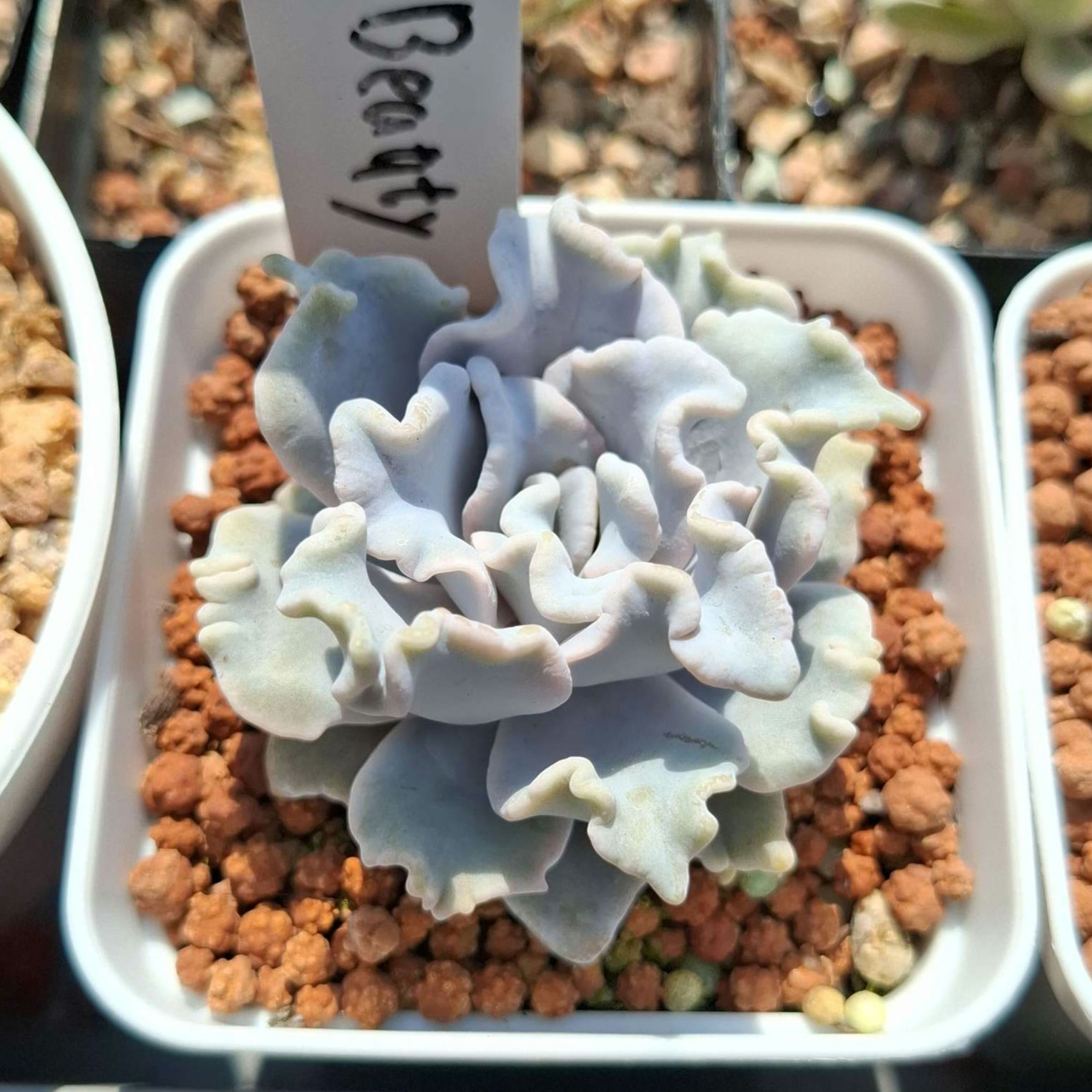 Echeveria Crispate Beauty aka White Madiba 芭蕾舞者