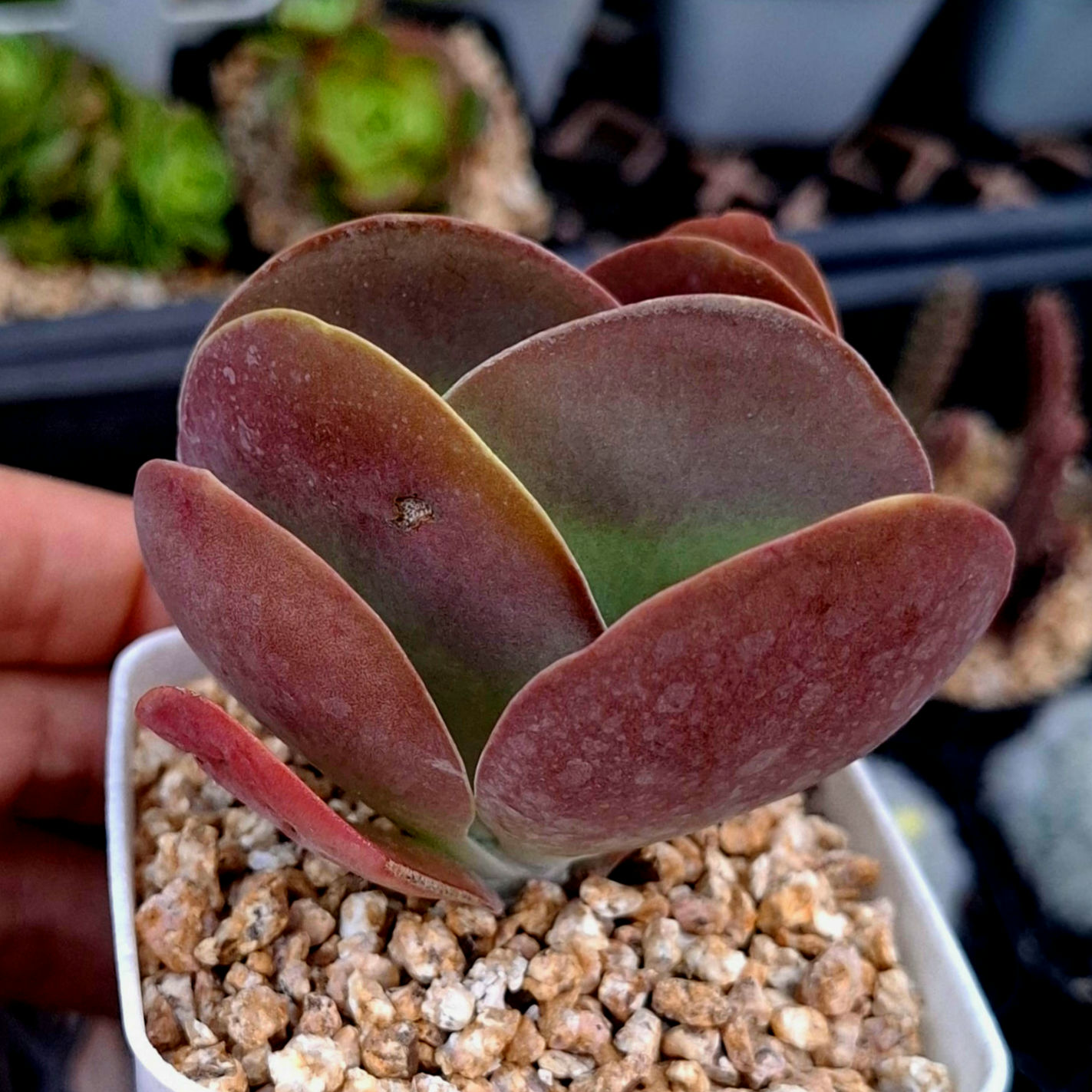 Kalanchoe Flapjack 12cm pot 唐印