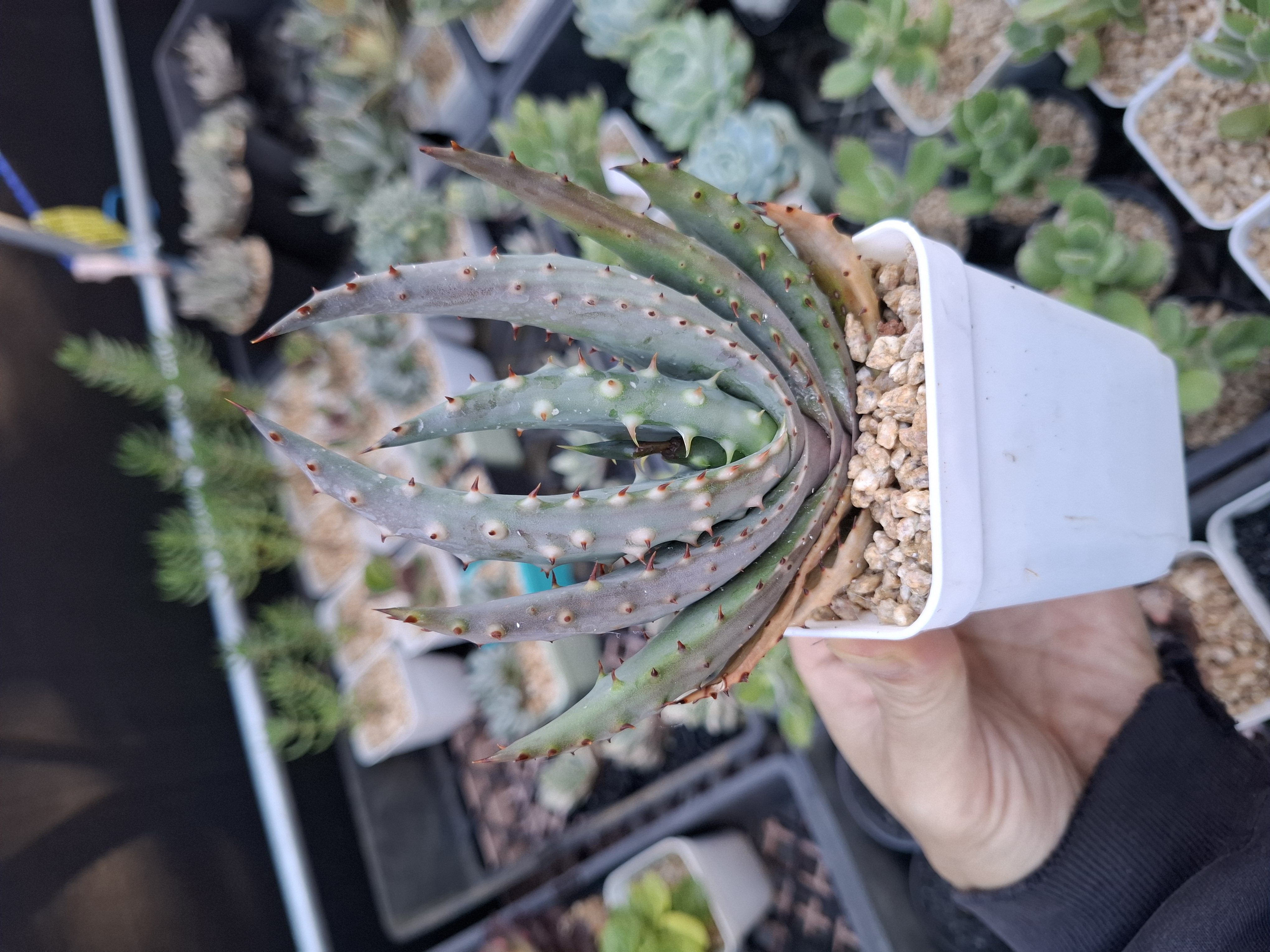 Aloe marlothii 鬼切丸蘆薈