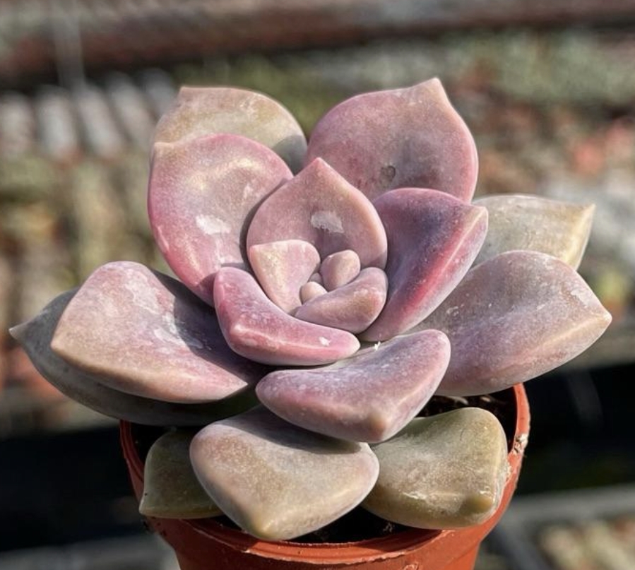 Graptoveria purple delight 紫樂