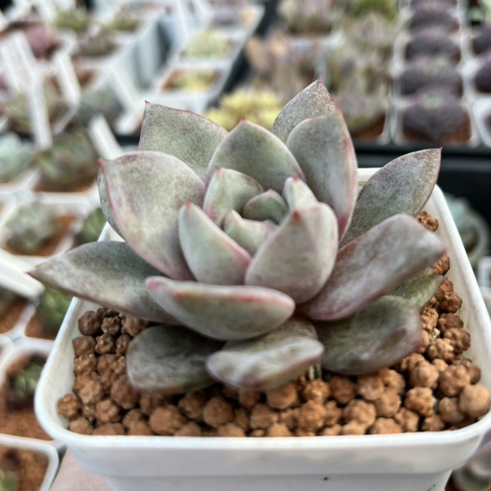 Echeveria German Champagne 德國香檳
