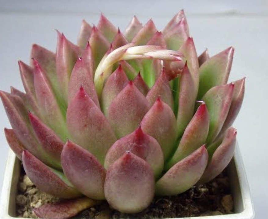Echeveria agavoides prolifera 相府蓮