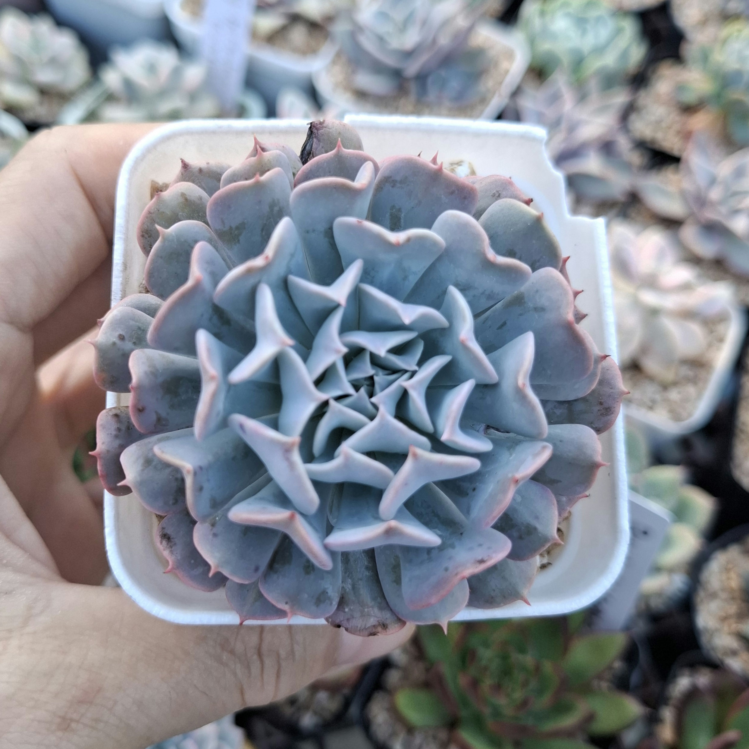Echeveria Pinwheel Revolution 革命