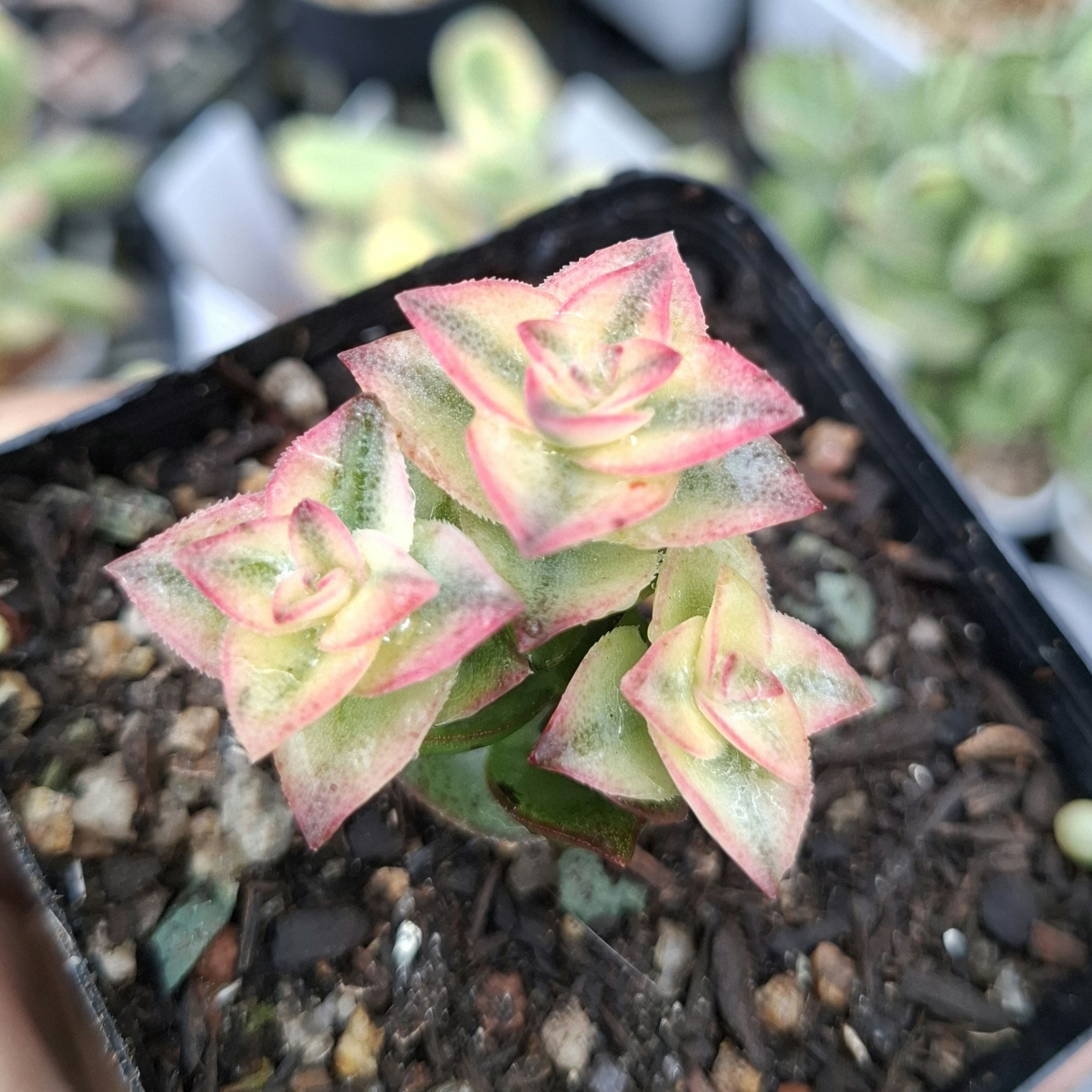 Crassula perforata variegata 南十字星錦