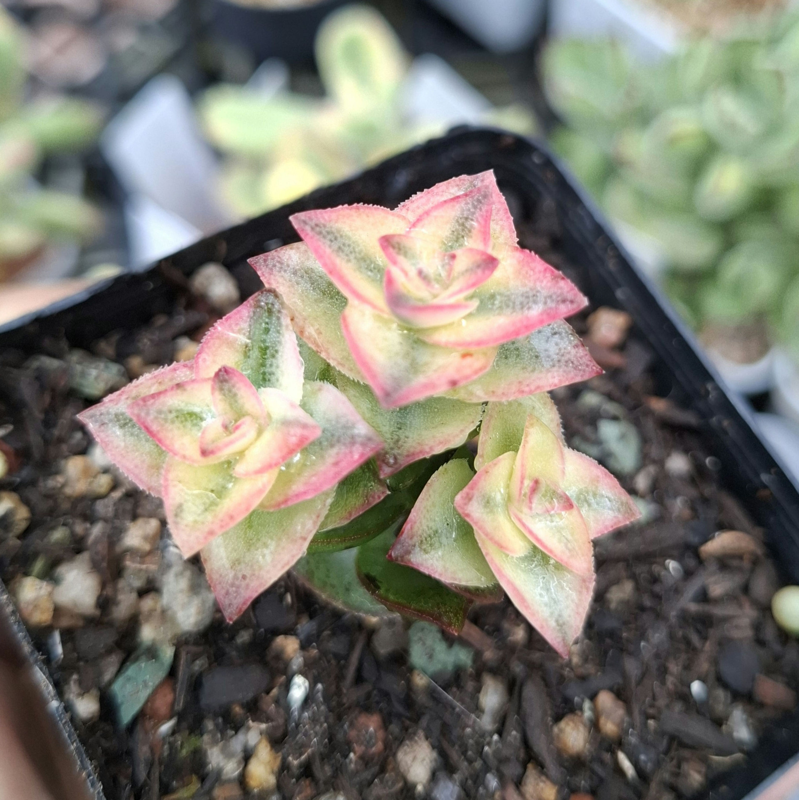 Crassula perforata variegata 南十字星錦 Claire Shop Succulent