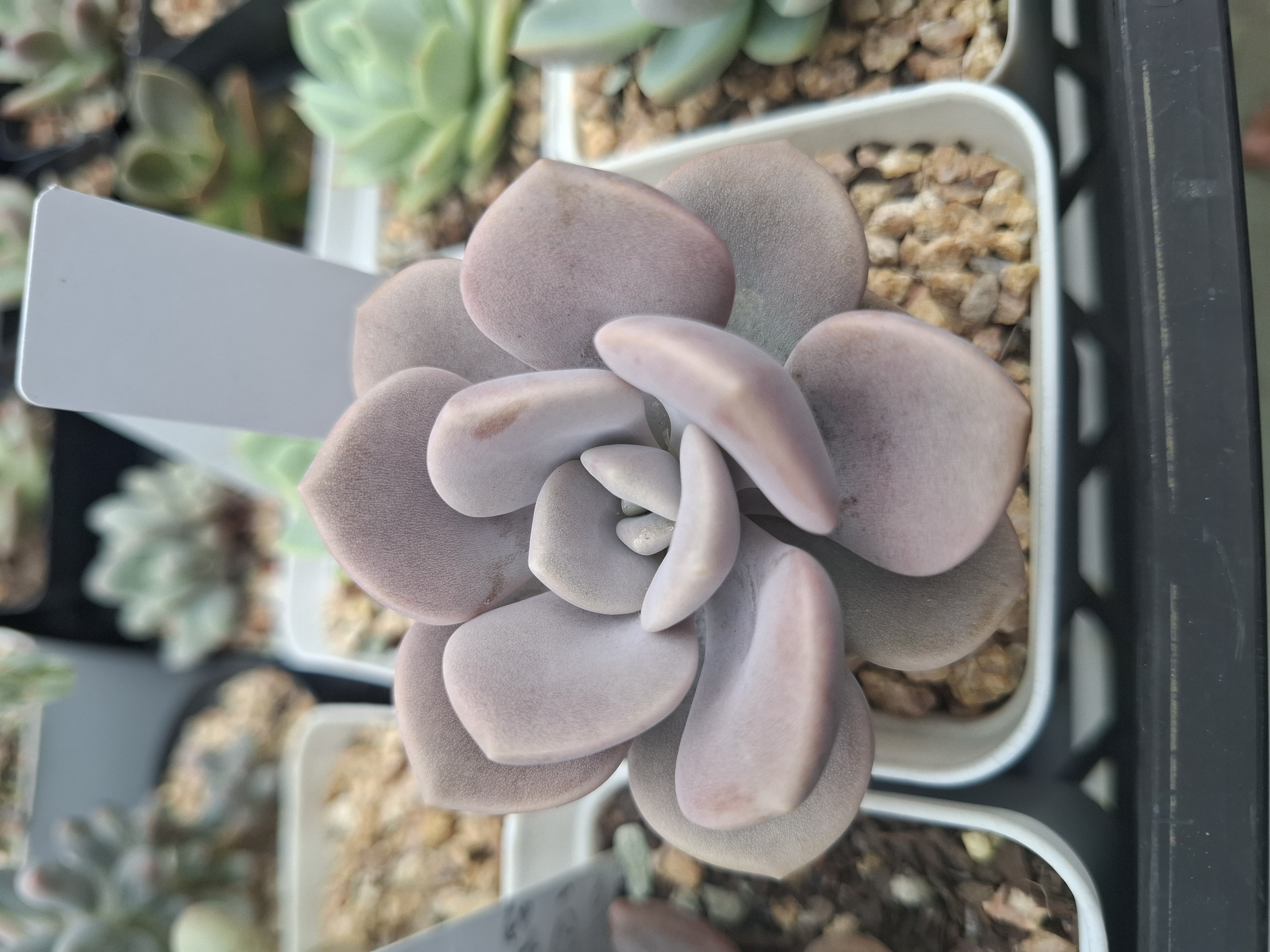 Graptoveria 'Margaret Rose'諾馬