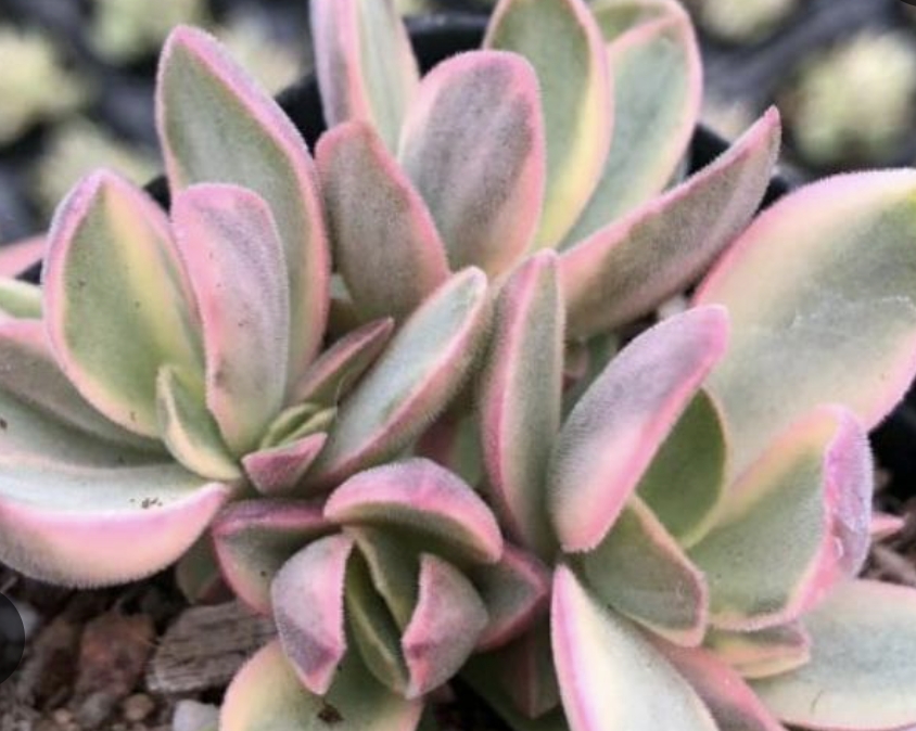 Crassula swaziensis variegata 朝霞錦