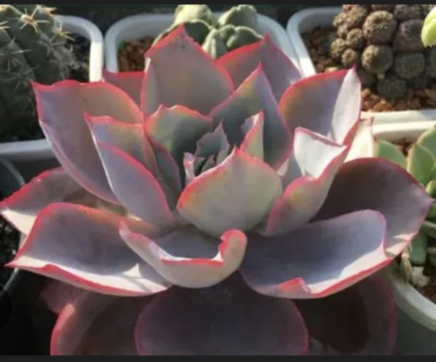 Echeveria Afterglow 晚霞