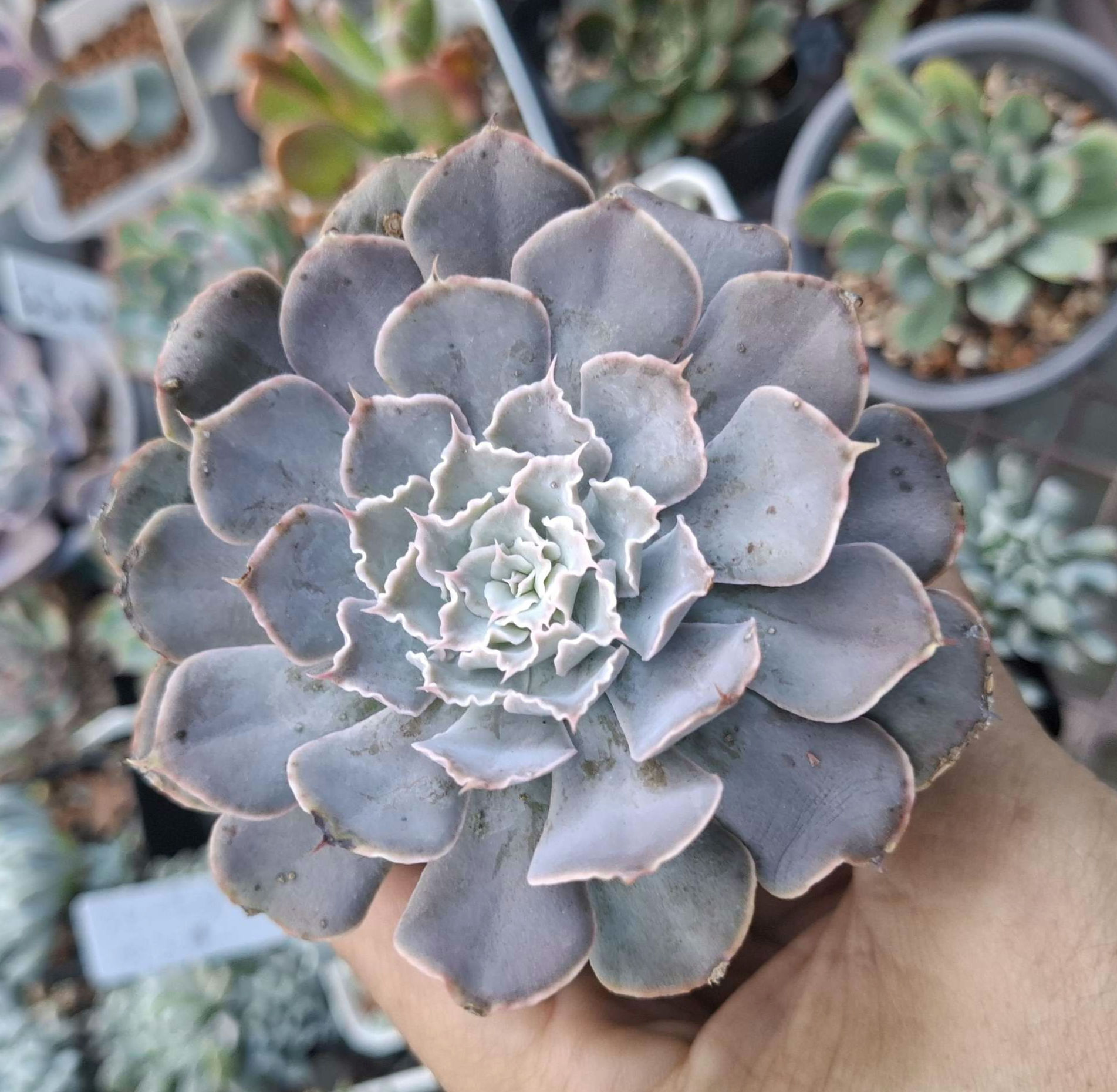Succulents under ten dollars