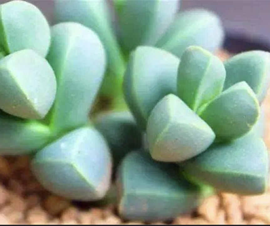 Corpuscularia lehmannii 鹿角海棠