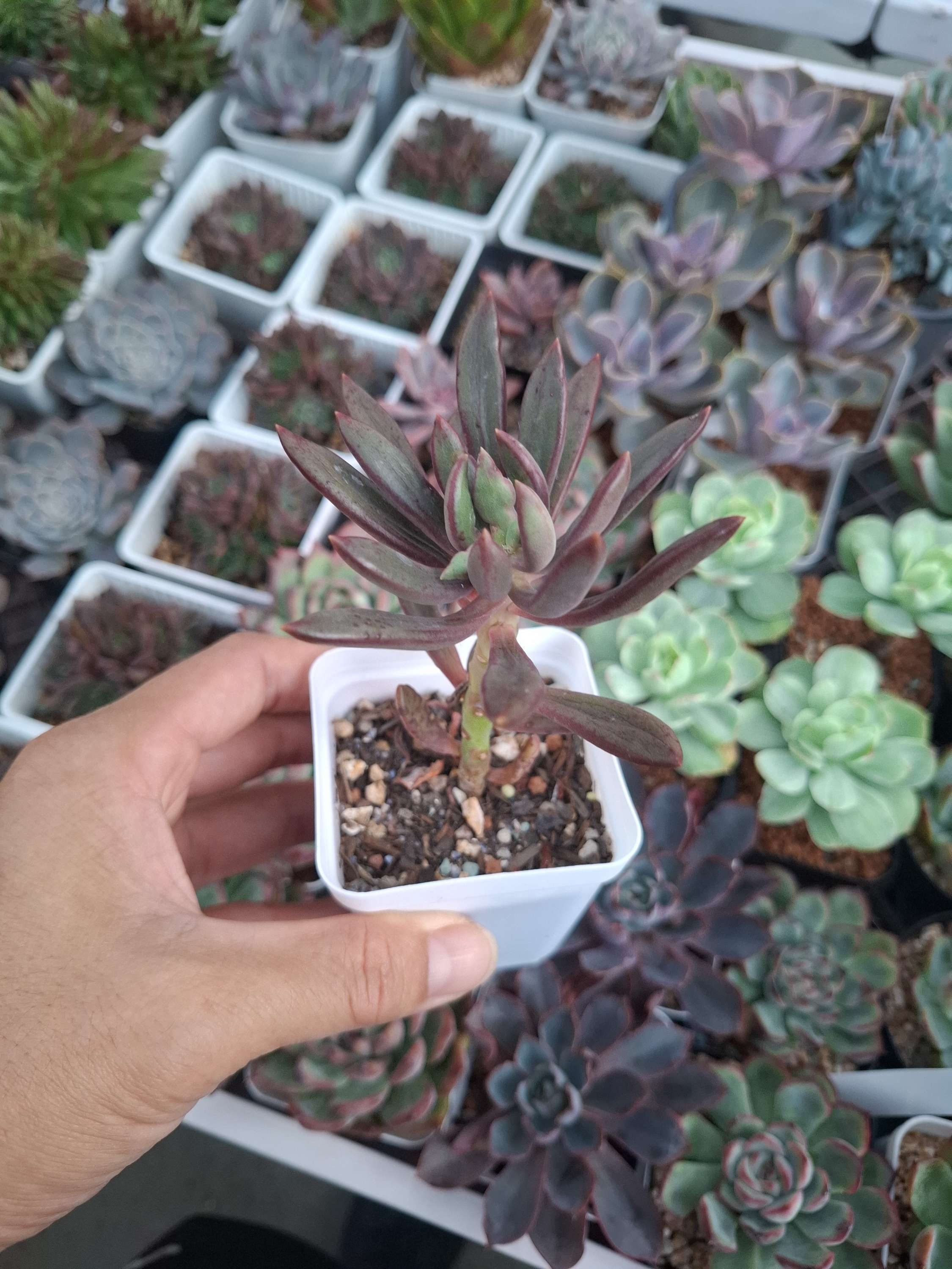 Pachyveria 'Red Banana' (50mm)