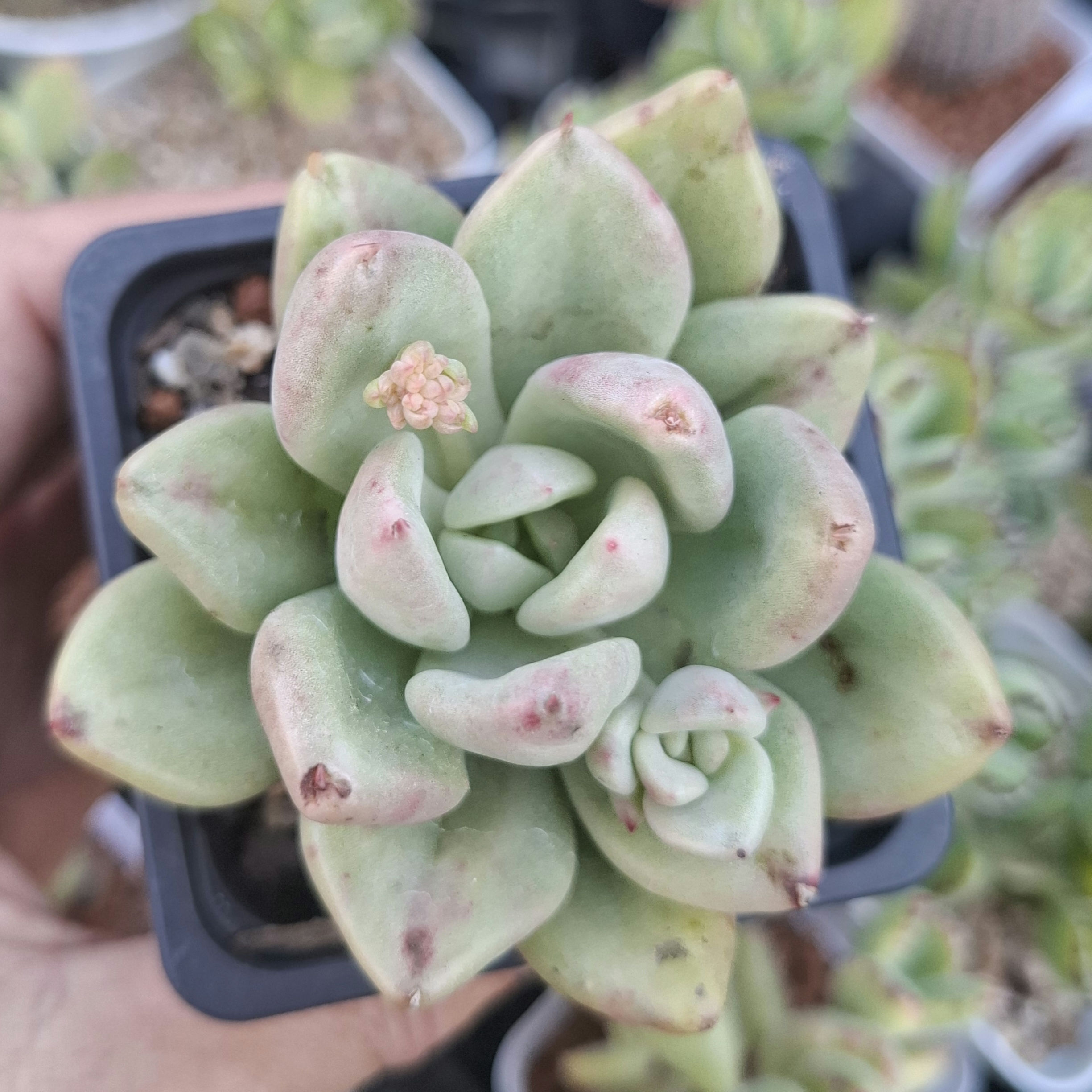 Echeveria Avocado Cream 奶油鳄梨