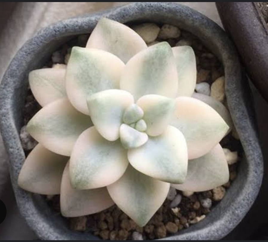 Graptoveria paraguayense bernalense variegated 美杏錦