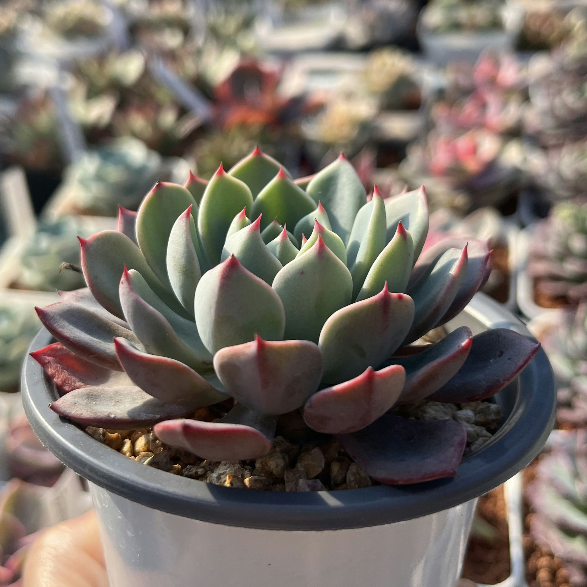 Echeveria Shichifuku Bini 七福美尼