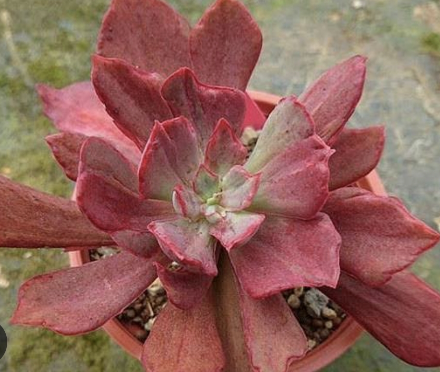 Echeveria Diamond State 鑽石州 Claireshop Succulent