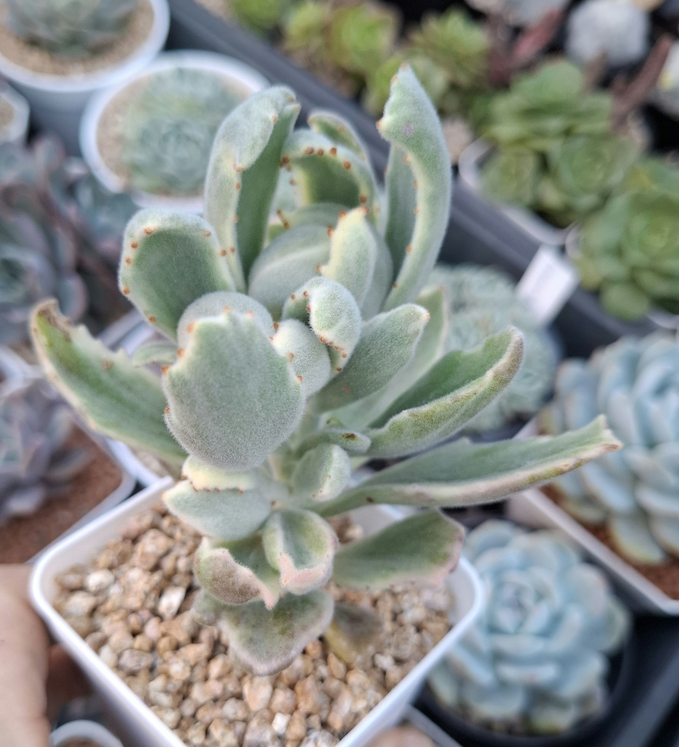 Kalanchoe tomentosa white variegata 月光兔錦 Claire Shop Succulent