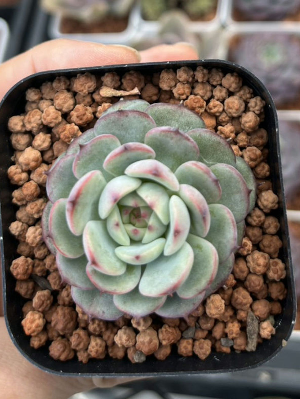 Thumbnail: Echeveria marcel 瑪塞爾 Claire Shop succulent 
