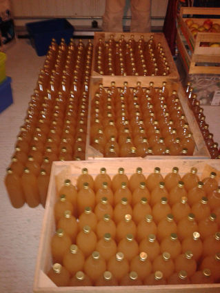 Ca y est, le jus de pommes est pressé et mis en bouteilles!