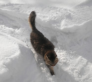 雪シャン.JPG
