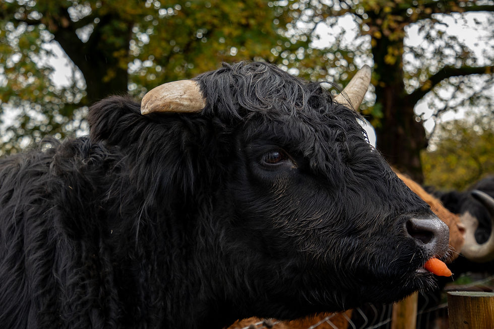 Highland Cow munching on a carrot treat from tour group members