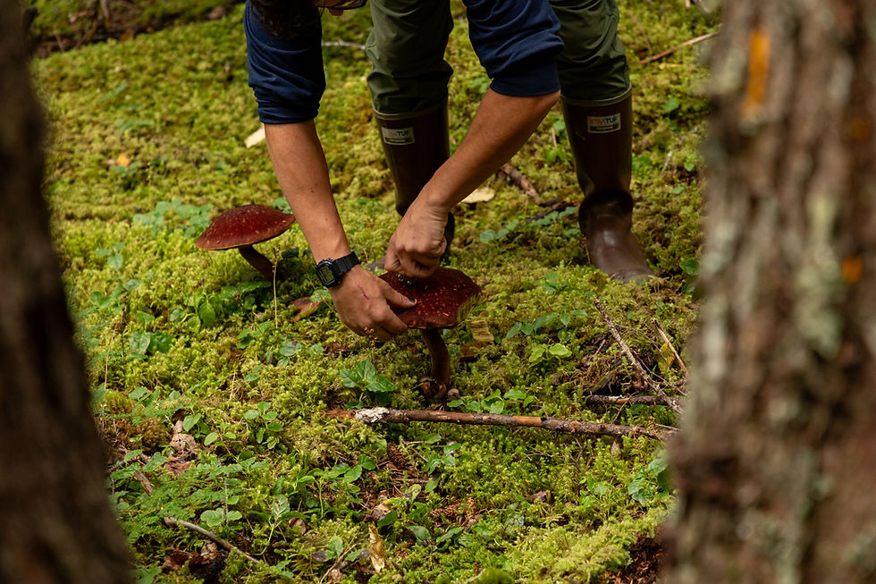 Mushrooms on the Chilkoot Trail