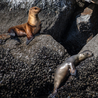 Monterey California; Two young sea lions lay out on a rock formation to soak up some sun