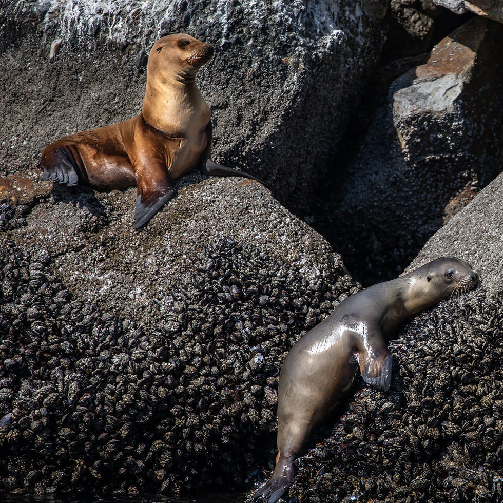 Sealions resting on harbor near the entrance of the Monterey Whale Watching company tour entrance