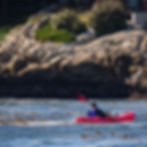 Monterey California; A man rides in a red kayak near the Monterey kelp Forest