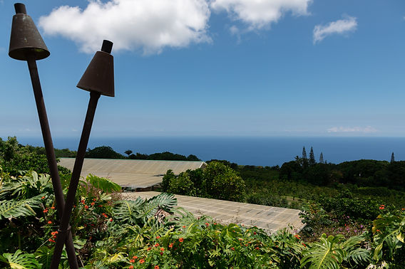 Experience Review: Heavenly Hawaiian Kona Coffee Farm Tour