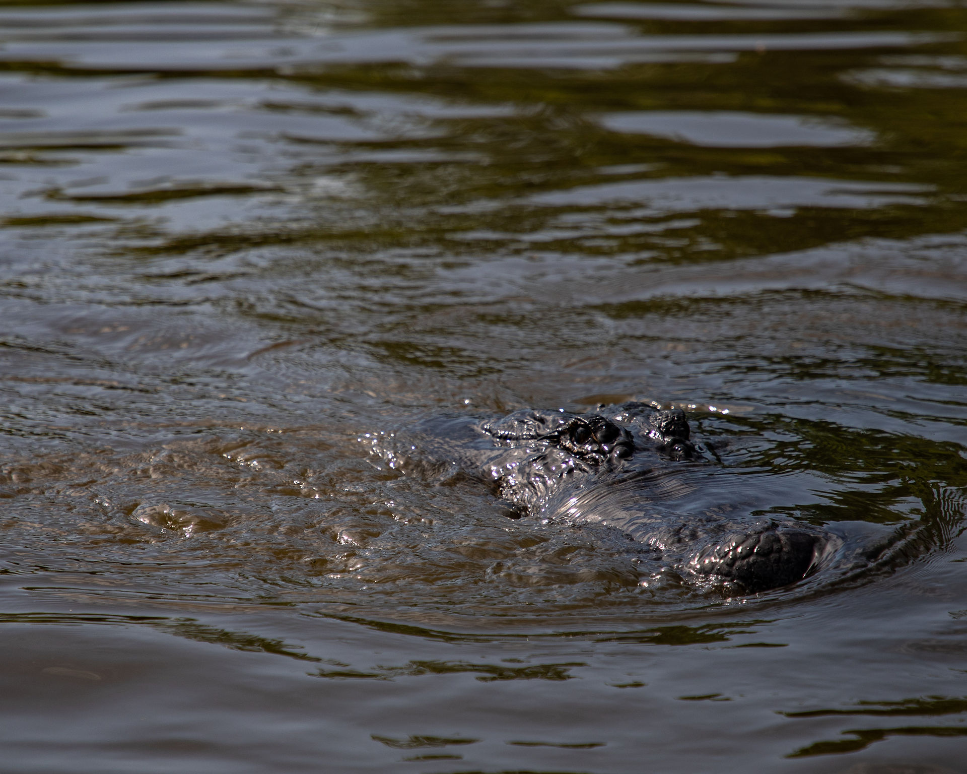 Alligator peaking its nose out of the water on us
