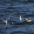Seabirds and seagulls in the water flapping their wings