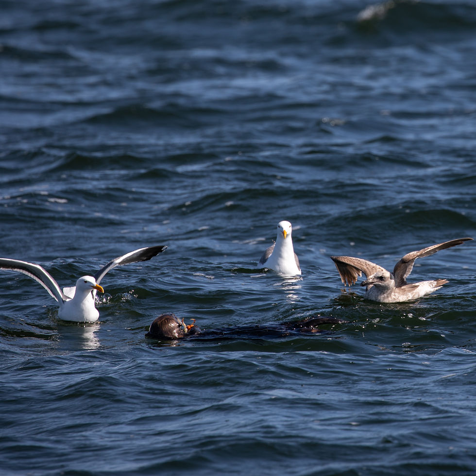 Seabirds and seagulls in the water flapping their wings