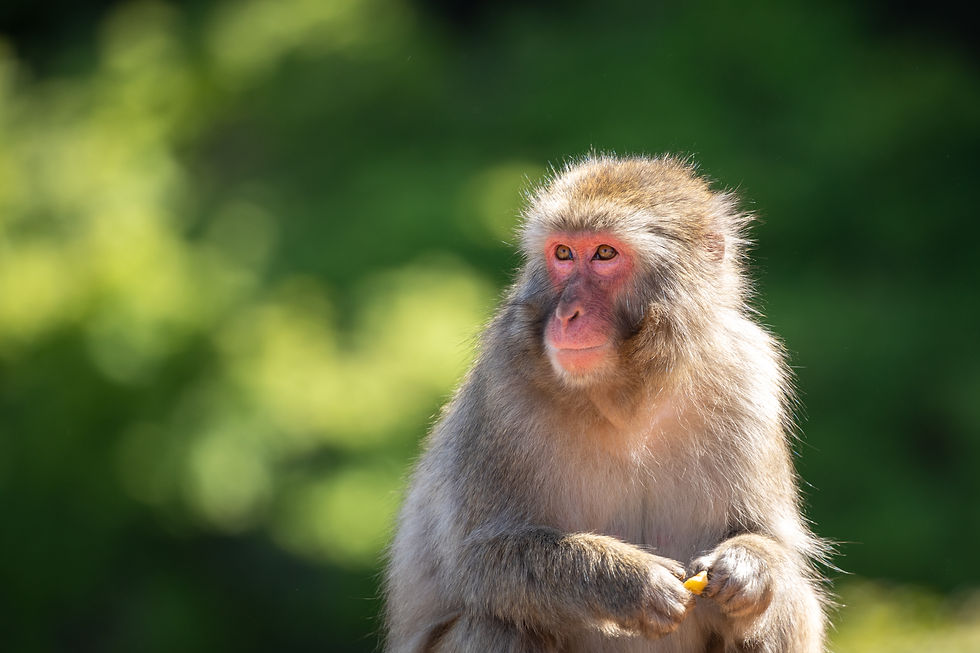 Japanese Macaque in Kyoto, Japan