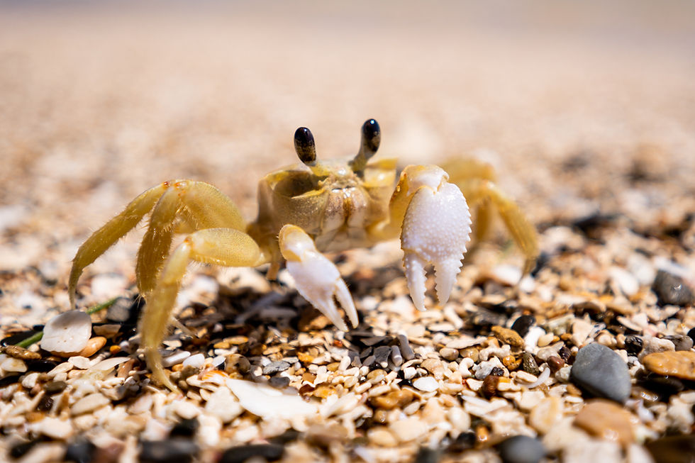 Close-up of a small crab on the sand at one of the Siete Hermanos cays
