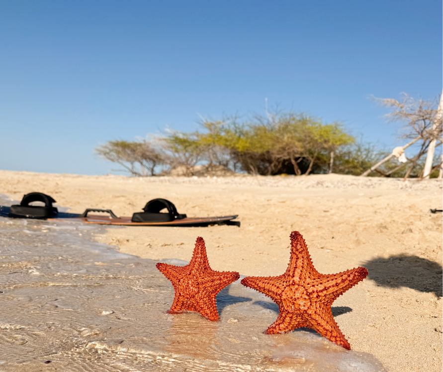 Two orange starfish in shallow water on a Monte Cristi beach