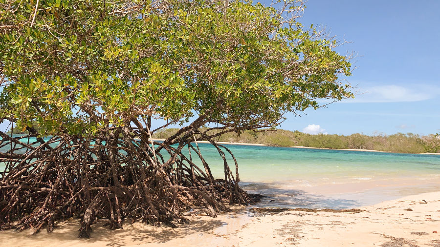Mangrove trees on a quiet white-sand beach with turquoise water in Punta Rucia, Dominican Republic